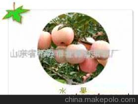 【苹果果袋,梨果实袋,葡萄套袋(图)-金源果袋】价格,厂家,图片,农产品代理加盟,栖霞市金源果袋 反光膜制造厂-